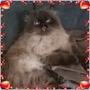 CrazyCatLady of six