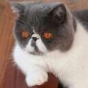 Xanthippe